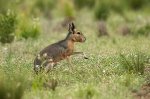 patagonien cavi dans prairie environnement , la la pampa province, patagonie , Argentine photo