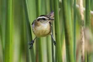 roitelet comme oiseau de jonc, dans le marais environnement, patagonie, Argentine photo