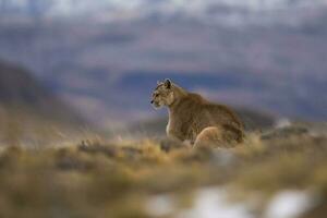 puma en marchant dans Montagne environnement, torres del paine nationale parc, patagonie, Chili. photo