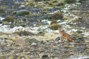 puma en marchant dans Montagne environnement, torres del paine nationale parc, patagonie, Chili. photo