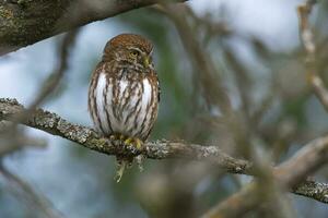 ferrugineux pygmée hibou, glaucidium brasilianum, calden forêt, la la pampa province, patagonie, Argentine. photo