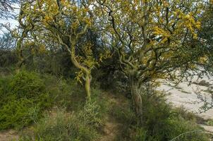 chanar arbre dans calden forêt, fleuri dans printemps, la pampa, Argentine photo