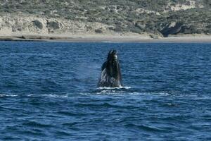 le sud droite baleine sauter, péninsule valdés, Patagonie, Argentine photo