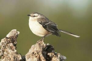 craie sourcillé oiseau moqueur, la la pampa province, patagonie, Argentine photo