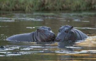 hippopotame amphibius dans point d'eau, Kruger nationale parc, sud Afrique photo