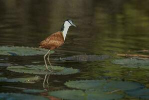 africain Jacana Kruger nationale parc Sud Afrique. photo