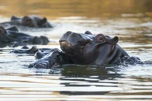 hippopotame amphibius dans point d'eau, Kruger nationale parc, sud Afrique photo