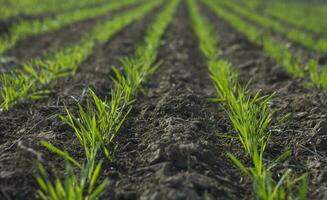 semis direct Lignes dans argentin campagne, buenos aires province, Argentine photo