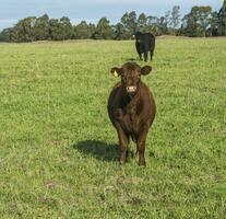 vaches pâturage dans le champ, dans le pampa plaine, Argentine photo