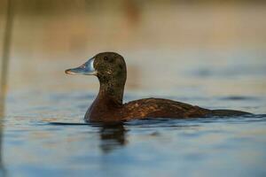 Lac canard, oxyure Vittata, la la pampa province, patagonie Argentine. photo