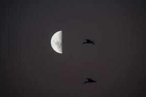 des oiseaux et lune paysage photo