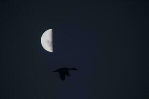 des oiseaux et lune paysage photo