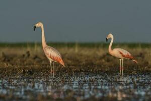 flamants roses dans pampa lagune environnement, la pampa, patagonie Argentine photo