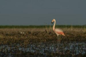 flamants roses dans pampa lagune environnement, la pampa, patagonie Argentine photo