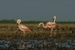 flamants roses dans pampa lagune environnement, la pampa, patagonie Argentine photo