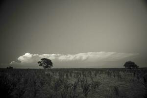 pampa arbre paysage à coucher de soleil, la la pampa province, Argentine photo