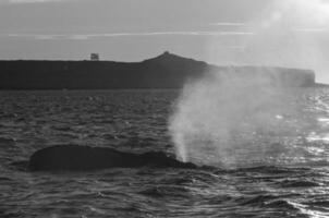 du sud droite baleine sauter , péninsule valdés patagonie , Argentine photo