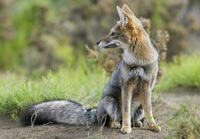 pampa gris Renard dans pampa herbe environnement, la la pampa province, patagonie, Argentine. photo