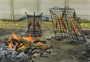 agneau sur le cracher, patagonie, Argentine. photo