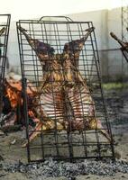 agneau sur le cracher, patagonie, Argentine. photo