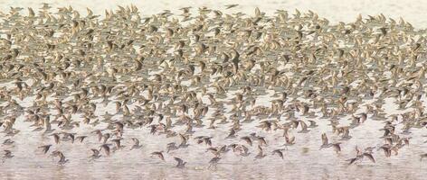 des oiseaux troupeau vol Contexte , patagonie, Argentine photo