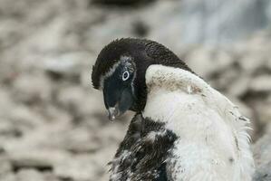 adelie manchot, juvénile en changeant plumes, paulette île, Antarctique photo