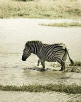 troupeau de zèbres dans le africain savane photo