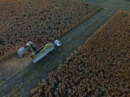 sorgho récolte, dans la pampa, Argentine photo