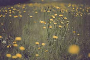 sauvage fleurs dans printemps, patagonie, Argentine photo