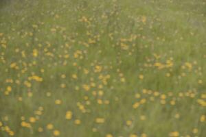 sauvage fleurs dans printemps, patagonie, Argentine photo