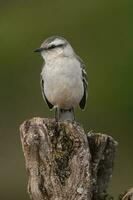 blanc bagué oiseau moqueur dans calden forêt environnement, patagonie forêt, Argentine. photo