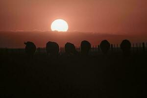 vaches silhouettes pâturage, la pampa, patagonie, Argentine. photo