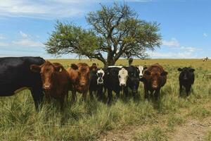 vaches nourris avec herbe, pampa, patagonie, Argentine photo