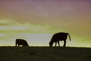 vaches nourris herbe, dans campagne, pampa, Patagonie, Argentine photo