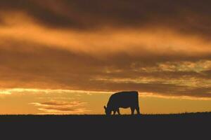 vaches nourris herbe, dans campagne, pampa, Patagonie, Argentine photo