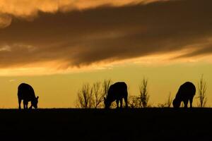 vaches nourris herbe, dans campagne, pampa, Patagonie, Argentine photo