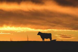 vaches nourris herbe, dans campagne, pampa, Patagonie, Argentine photo