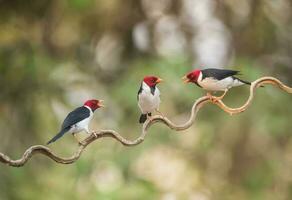 Jaune facturé cardinal, perché sur une liane, pantanal forêt, Brésil photo