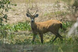 le marais cerf, blastocère dichotomique, dans pantanal environnement, Brésil photo