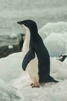 adelie manchot, juvénile sur glace, paulette île, Antarctique photo