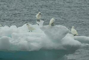neigeux fourreau , Chionis Alba sur glace, paulette île, antartique photo