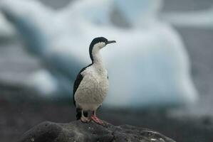 impérial cormoran, reproduction colonie, paulette île, l'antarctique photo