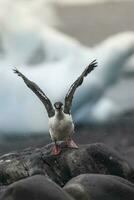 impérial cormoran, reproduction colonie, paulette île, l'antarctique photo