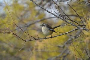 patagonien oiseau moqueur, patagonie, Argentine photo