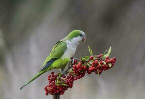 perruche, alimentation sur sauvage des fruits, la pampa, patagonie, Argentine photo