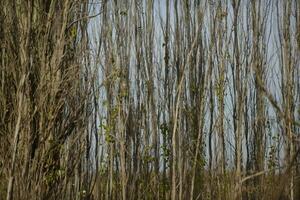 herbe dans campagne pampa Argentine photo