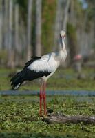 maguari cigogne, la estrella le marais, la nature réserve, formosa province, Argentine. photo