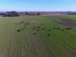 vaches nourris herbe, dans campagne, pampa, Patagonie, Argentine photo