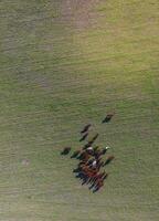 vaches nourris herbe, dans campagne, pampa, Patagonie, Argentine photo