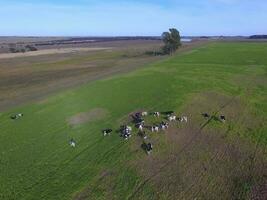 vaches nourris herbe, dans campagne, pampa, Patagonie, Argentine photo